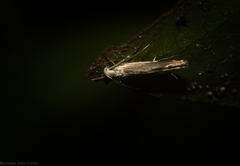 Thiotricha atractodes