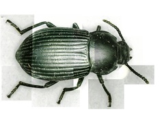 Notocorax