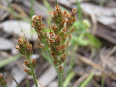 Plantago gaudichaudii