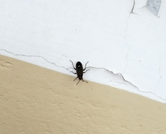 Aspilocoryphus mendicus mendicus