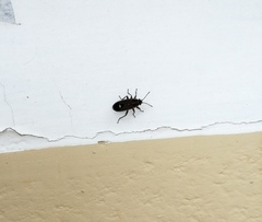 Aspilocoryphus mendicus mendicus