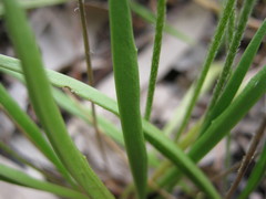 Plantago gaudichaudii