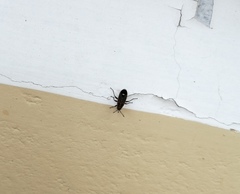 Aspilocoryphus mendicus mendicus