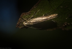 Thiotricha atractodes