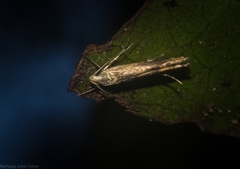 Thiotricha atractodes