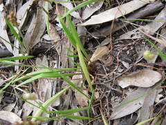 Plantago gaudichaudii