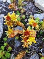 Sedum alpestre