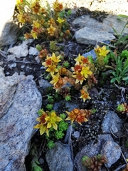 Sedum alpestre