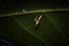 Cyphosticha panconita