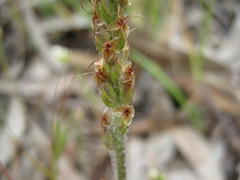 Plantago gaudichaudii