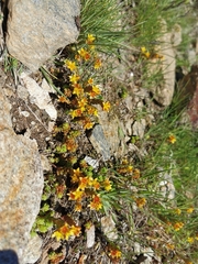 Sedum alpestre