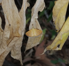 Hyalobathra