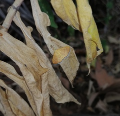 Hyalobathra