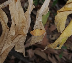 Hyalobathra