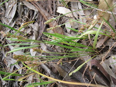 Plantago gaudichaudii