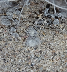 Dasymutilla gloriosa