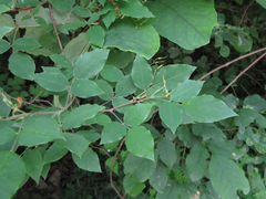 Lespedeza maximowiczii