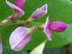Lespedeza maximowiczii