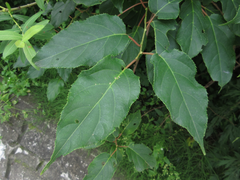 Actinidia arguta