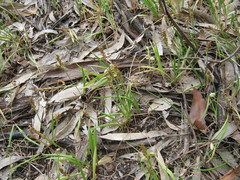 Plantago gaudichaudii