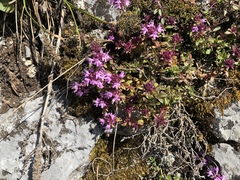 Thymus punctulosus
