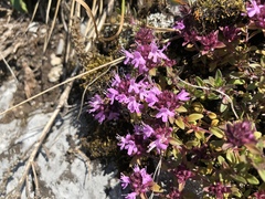 Thymus punctulosus
