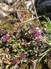 Thymus punctulosus