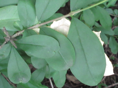 Thinopteryx crocoptera