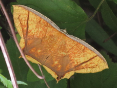 Thinopteryx crocoptera