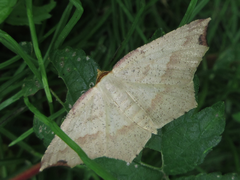 Pareclipsis gracilis