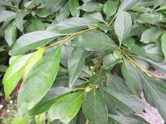 Lindera erythrocarpa
