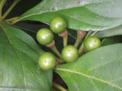 Lindera erythrocarpa