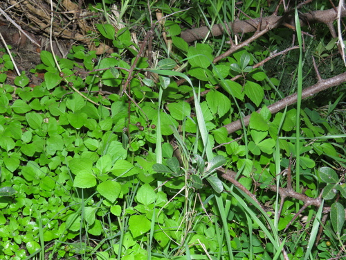 Image of Didymodoxa capensis by (c) Jeremy Gilmore, some rights reserved (CC BY)