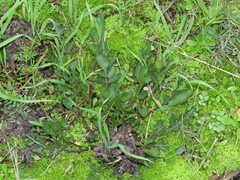 Lichtensteinia obscura