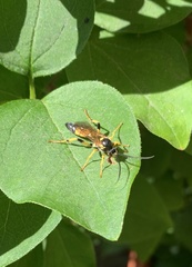 Amblyteles armatorius