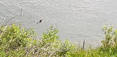 Lanius bucephalus