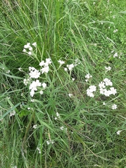 Achillea ptarmica
