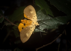Asota iodamia