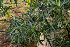 Solanum vescum