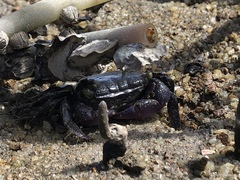 Metopograpsus frontalis