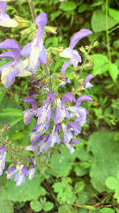 Salvia forskaehlei
