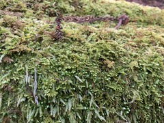 Aquilonium plicatulum