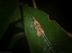 Dichomeris mesoctenis