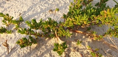 Threlkeldia diffusa