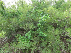 Solanum guineense