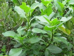 Solanum guineense