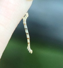 Eupithecia centaureata