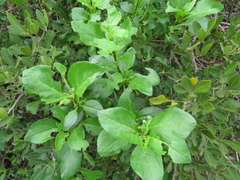 Solanum guineense