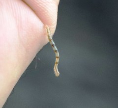 Eupithecia centaureata