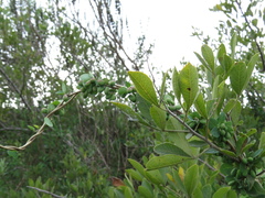 Cissampelos capensis